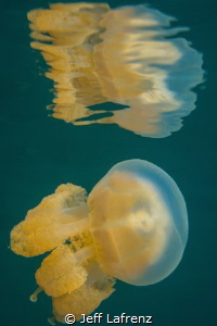 Jellyfish and its reflection at the Jellyfish lake in Palau! by Jeff Lafrenz 